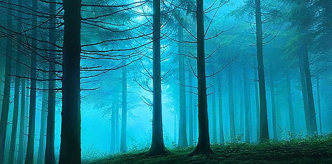 Enchanting Woods  by Sergey  Talichkin 